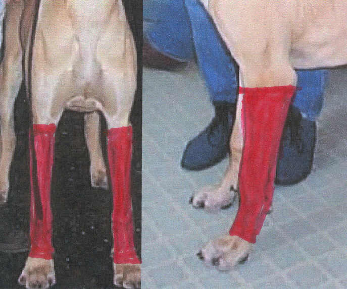 Dog Pastern